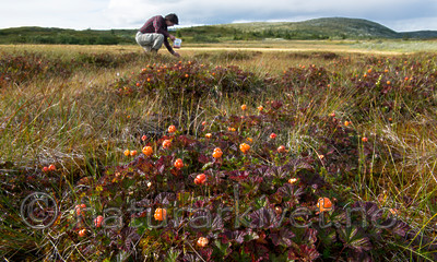 BB 15 0101 / Rubus chamaemorus / Molte